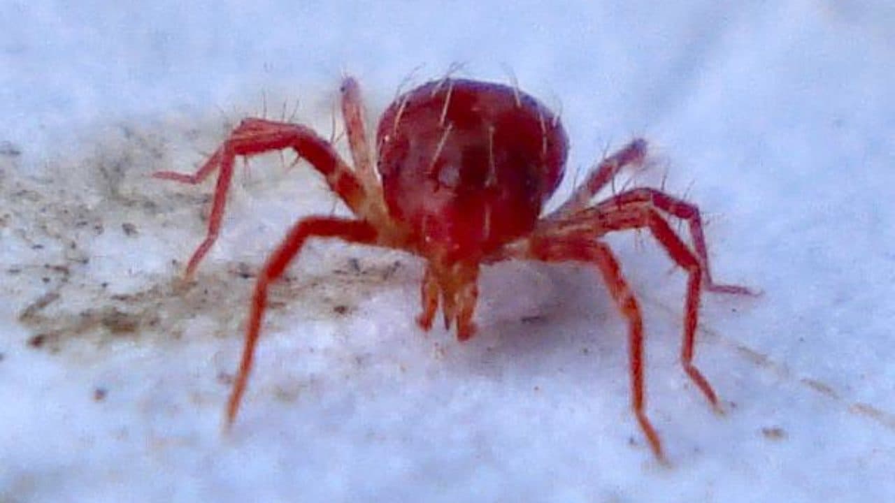 7 rimedi naturali contro i ragnetti rossi