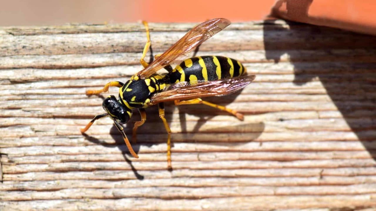 Allontanare le Vespe: Consigli Utili e Rimedi Naturali