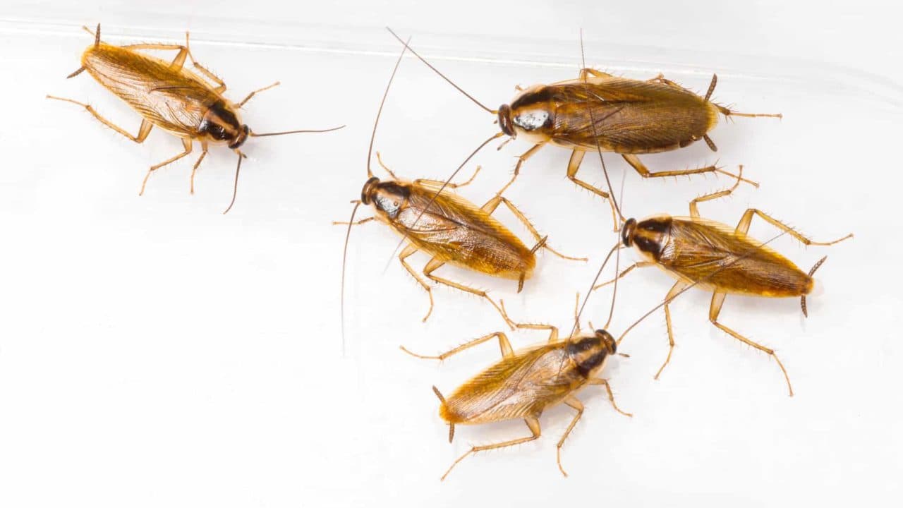 Come Eliminare gli Scarafaggi in Casa?