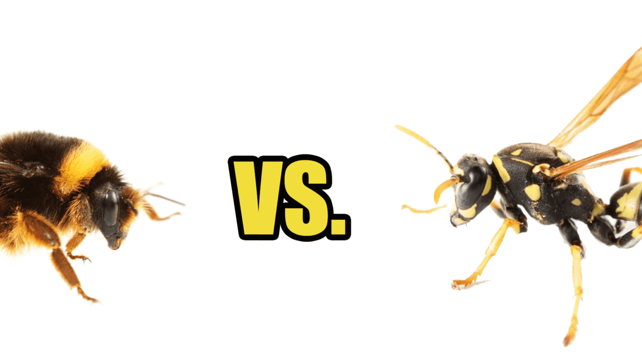 Differenza tra Api e Vespe