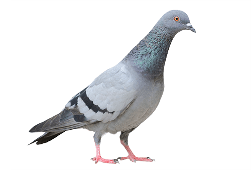 Columbidae