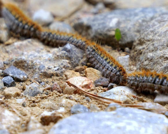 processionarie pericolo