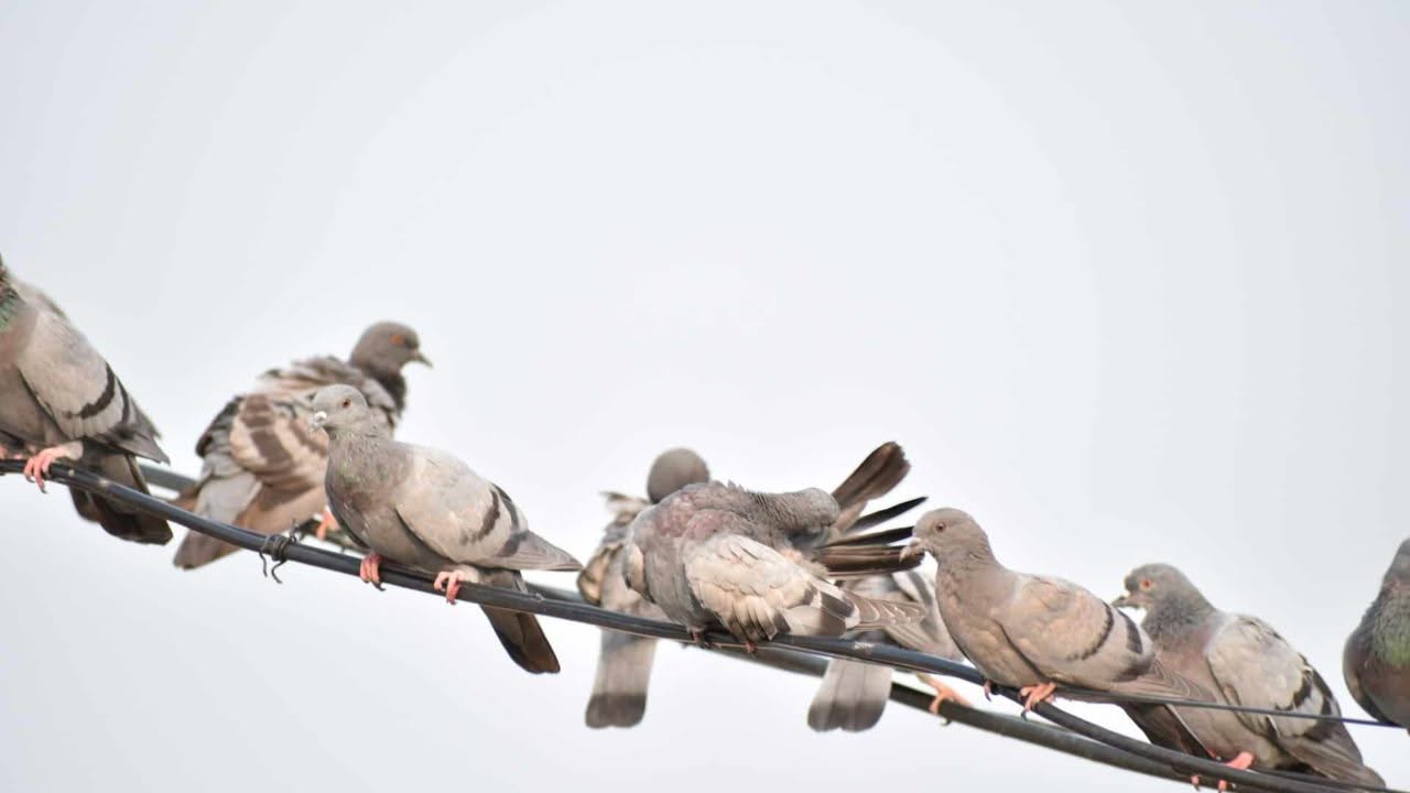 Come ripulire il guano dei volatili? Ecco alcuni consigli