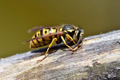 Come eliminare un nido di vespe 