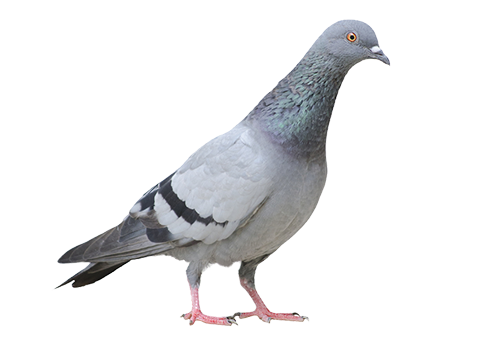 Columbidae